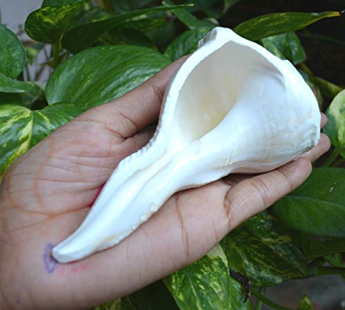 Natural Sankha Conch Shell Handmade in India~I-4635