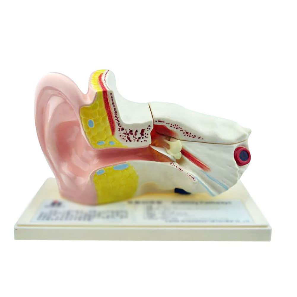 Model dydaktyczny, model anatomii narządów ludzkich, 5-krotny rozmiar życia model ucha ludzkiego naukowego anatomii materiały dydaktyczne anatomiczny wyświetlacz do nauki, profesjonalne materiały