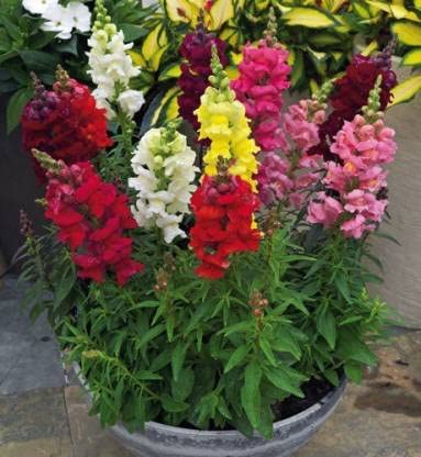 Green World ANTIRRHINUM DWARF MIXED FLOWER SEEDS FOR KITCHEN GARDENING (50 seeds) (B09KQRND1R) Amazon Price History, Amazon Price Tracker