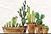 Puzzle 500 Piezas Adultos Cactus-A5 Adecuado para Adultos y Mayores de 12 años. 52x38CM