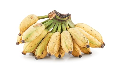 Fresh Organic Thai Banana Bunch by RawJoy Farms, 1 Pound