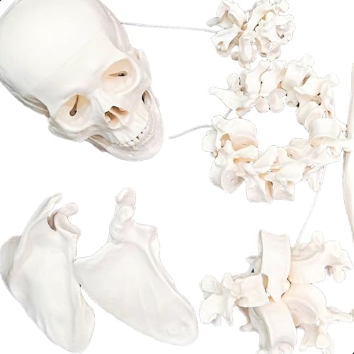 Image of Human Disarticulated Bone Set Skeleton Model | Life Size Premium Anatomy Perfect for Medical Students and Trainer