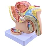 NGARY Anatomisches Männliches Genitalmodell, Beckengenital-Prostata-Hoden-Modell, Lebensgroßes 1:2-Modell des Harnsystems, Realistisches Design Für Die Aufklärung Über Fortpflanzungs- Und Harnsystem