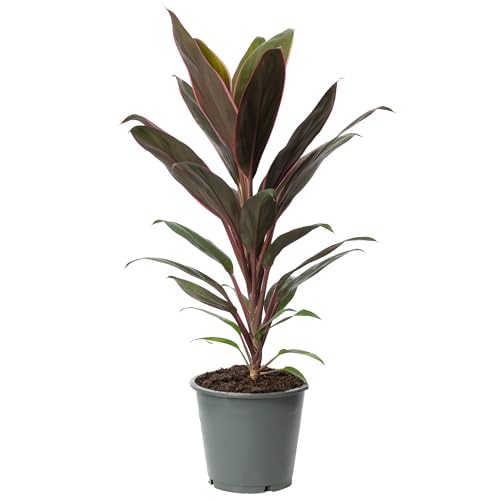 Keulenlilie - echte Zimmerpflanze, Cordyline 'Mambo'- Höhe ca. 40 cm, Topf-Ø 12 cm