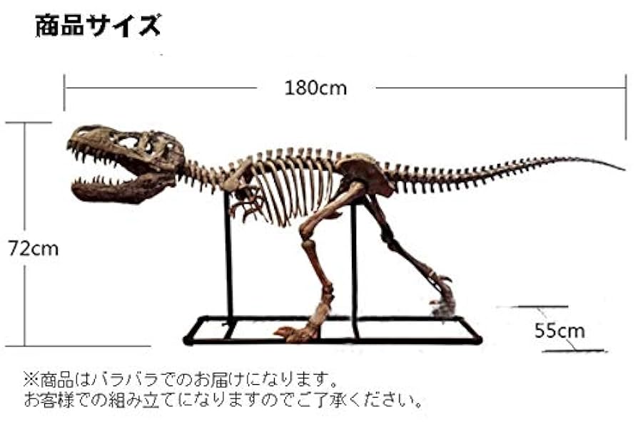 ヴェロキラプトル 骨格モデル No.001 Amazon | 恐竜骨格フィギュア ヴェロキラプトル Velociraptor