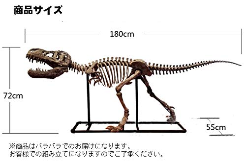 Amazon | 恐竜骨格フィギュア ヴェロキラプトル Velociraptor