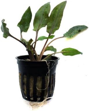 SubstrateSource Cryptocoryne wendtii "Red" Live Aquatic Aquarium Plant