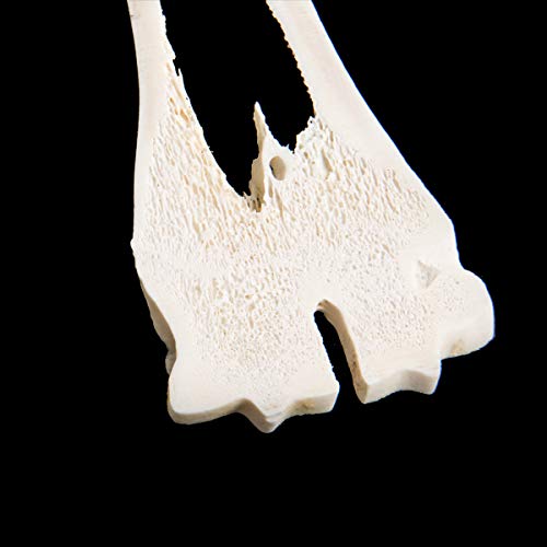 Image of 3B Scientific GmbH T30055 Comparison of Mammal Metatarsal Bones
