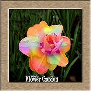 Beautiful Daffodil Flowers Balcony Plants Daffodil Absorption Radiation Ostrich Daffodil Garden 100 Pcs/Bag: 4: Only Seeds