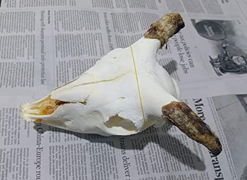 Animal Specimen Real Animal Skull Specimen Taxidermy Cleaned Skull Collection Fox, cat, Mink, Crocodile, Dog, Raccoon, Snake, Rabbit, Goat ，Muskrat，Nutria，Fox's paw (1pcs,The Sheep)