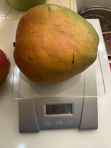 Image of Hatcher Mango Grafted Plant Fruit After 2-3 Years (Pack Of 1 Healthy Live Tree, Height 3 Feet) PB 53