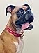 Handmade Personalized Studded Bridle Leather Dog Collar, Copper/Rose Gold Tone Buckle (Pink)