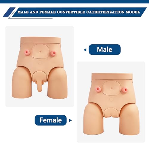 Modèle de cathétérisation interchangeable AMITD pour pratique infirmière - 5