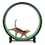 Black Wheel / Tropical Frogs Foam / Black Inline