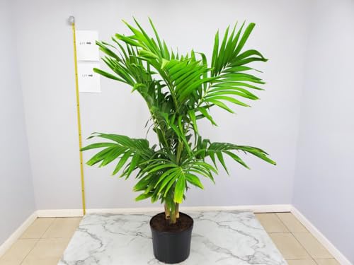 Adonidia Christmas Palm Tree - Live Plant - Tropical Plants of Florida - Overall Height 62" to 70" (Plant Only)…