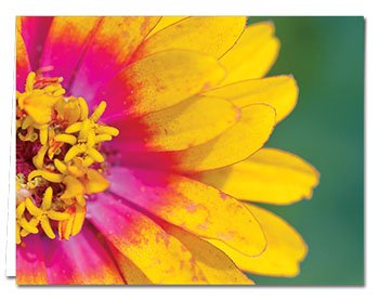 Note Card Cafe All Occasion Greeting Card Set With Envelopes | 72 Pack | Blank Inside, Glossy Finish | 6 Unique Flowersdesigns | Bulk Set For Greeting Cards, Occasions, Birthdays #TOP1