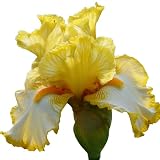 Sunrise Elegy Bearded Iris (Iris germanica) Potted Plant, Bi-Color Yellow and White Flowers, Stargazer Perennials