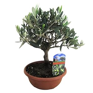 Plant in a Box – Olea Europaea – Bonsai Olijfboom in Schaal – Pot 21cm – Hoogte 30-40cm