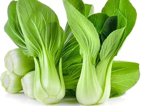 Cabbage, Chinese PAK Choi Green 100 Seeds Tropics OK, Heavy yields Veg
