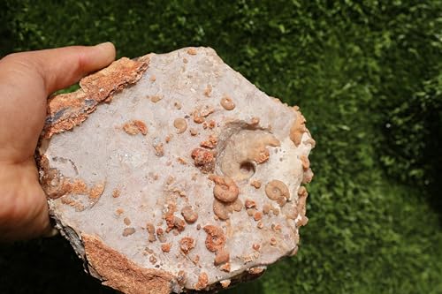 Image of Ammonites & Gastropods Plate Cretaceous Fossils Fossils from Morocco Fossil Rock ammonites Fossil from Morocco A206