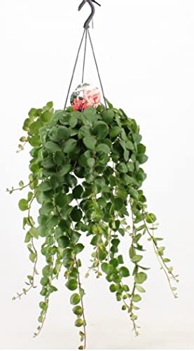 Lovely Pink Flowering Lipstick Plant - Aeschynanthus Pink Polka - Trailing Indoor houseplant for Home or Office in 15cm Hanging Pot