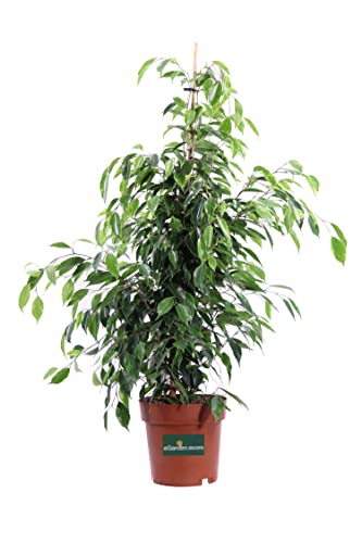 Pianta di Ficus Benjamin varietà Golden King Pianta da interno di Ficus Benjamin Golden King Pianta ornamentale di Ficus Benjamin Pianta vera vaso 19 cm venduta da eGarden.store