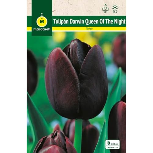Mascarell Semillas, TULIPAN QUEEN OF THE NIGHT, Semillas Bulbosas, Bulbos de Flores Otoño Fácil de Cultivar, Bolsa 5 Bulbos