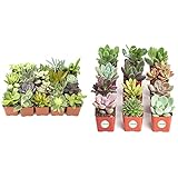 Altman Plants Live Succulent Plants (20 Pack) Bundle with Shop Succulents Unique Succulent Plant Pack Collection