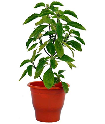 See full amazon price history chart for GREEN WORLD Rama Tulsi/Ocimum Santum/Holi Basil Seeds For Gardening And Farming (5 Grams Seeds) GREEN WORLD Rama Tulsi/Ocimum Santum/Holi Basil Seeds For Gardening And Farming (5 Grams Seeds) (B08BPB33QS) Amazon Price History, Amazon Price Tracker