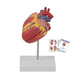 Canine Heart Model, 2-Part Canine Heart Anatomy Model Removable with Ventricles Atria Valves Veins Artery 26 Anatomy Structures Number Display Base, for Science Classrooms Veterinarians Canine Study