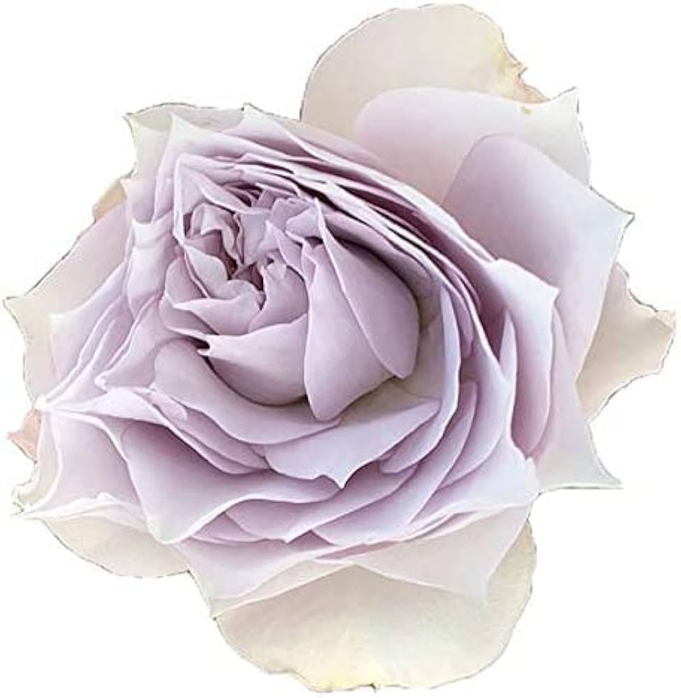 Amazon.co.jp: バラ苗 【シャレード】 (中苗) ハイブリッド