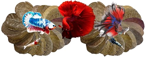 Image of Awesome Aquatic Betta Shrimp Leaves 50 4 inch-6 inch Premium Catappa Indian Almond Leaves Aquarium Fish Shrimp Betta Tanks Blackwater Habitat Health Color Natural Habitat Tannin Improves Immunity