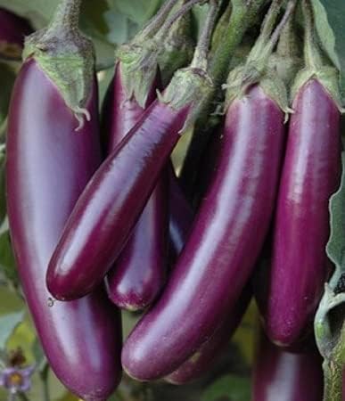 Brinjal Purple long kitchen garden, home garden vegetable seeds - By Splendour Seeds