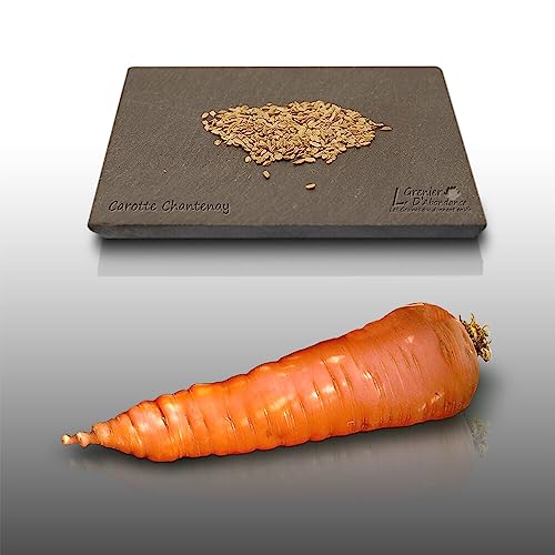 500 graines à semer - Le Grenier d'Abondance - CAROTTE De Chantenay à coeur rouge - Daucus Carota