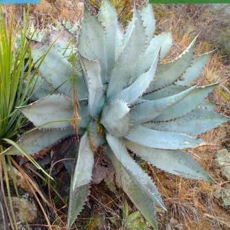 【Agave Titanota Blue】アガベ チタノタブルー実生　超青白葉 アガベ チタノタ 'ブルー' 実生株Agave titanota 'Blue' seedling from