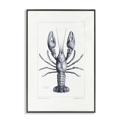 Stupell Industries Scientific Lobster Specimen Black Framed Giclee Art, design by Tina Higgins Designs Inc., 24 x 16