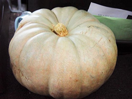 Cucurbita Pepo - Bottle Gourd Or Pilgrim's Gourd (1 Pack Of Seeds - Foto 14