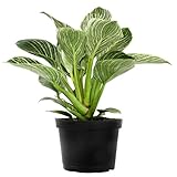 Variegated Philodendron Birkin Houseplant, Powerful Air Purifying Plant, Easy to Grow, Upright Philodendrons, Popular Live Indoor Plants, 6 in. Grower Pot, Unique Houseplants for Beginners