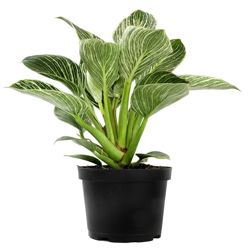 Variegated Philodendron Birkin Houseplant Powerful Air Purifying Plant Easy to Grow Upright Philodendrons Popular Live Indoor Plants 6 in. Grower Pot Unique Houseplants for Beginners