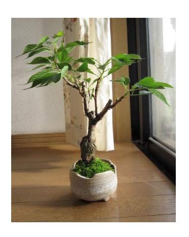 桜盆栽