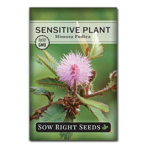 Sow Right Seeds - Sensitive Plant Mimosa Pudica Seeds for Planting - Non-GMO Heirloom Easy to Grow Touch-Me-Not - Unique Blooms - Grow Indoor or Outdoor - Great for Kids - Fun Interactive Flower (1)