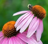 32 Live Purple Coneflower Plants (Echinacea purpurea) Perennial Wildflowers from My Home Park – Individually Potted in 4” Pots – 4–8” Tall on Arrival - Not Seeds – Supports Pollinators – Zones 4–8