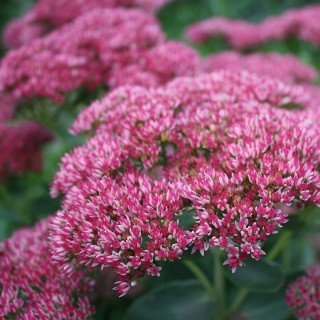 Sedum telephium 'Herbstfreude' – Winterhart, Mehrjährig, Pflegeleicht...