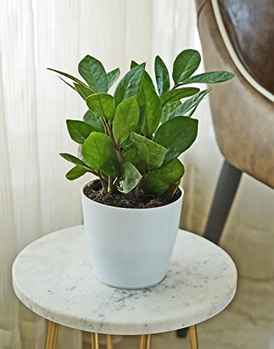 ZZ Plant, Zamia Air Purifer Plant With white Pot (Zamioculcas Zam...