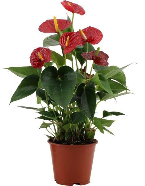 Flor de flamenco – Anthurium Success Rojo – Planta de interior – Con funda transparente – Idea de regalo elegante – Flores exóticas – Fácil de limpiar para interiores