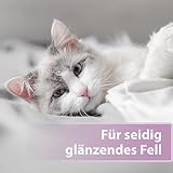 Felisept Fellpflegespray für Katzen 250ml - Entfilzungsspray Katze verfilztes Fell entfernen, besonderer Schutz & Pflege für das Katzenfell - Erleichtert das Auskämmen