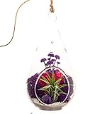 Bliss Gardens Air Plant Terrarium Kit with 7