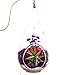 Bliss Gardens Air Plant Terrarium Kit with 7" Teardrop Glass/Moss/Flowers and Agate/Purple Passion