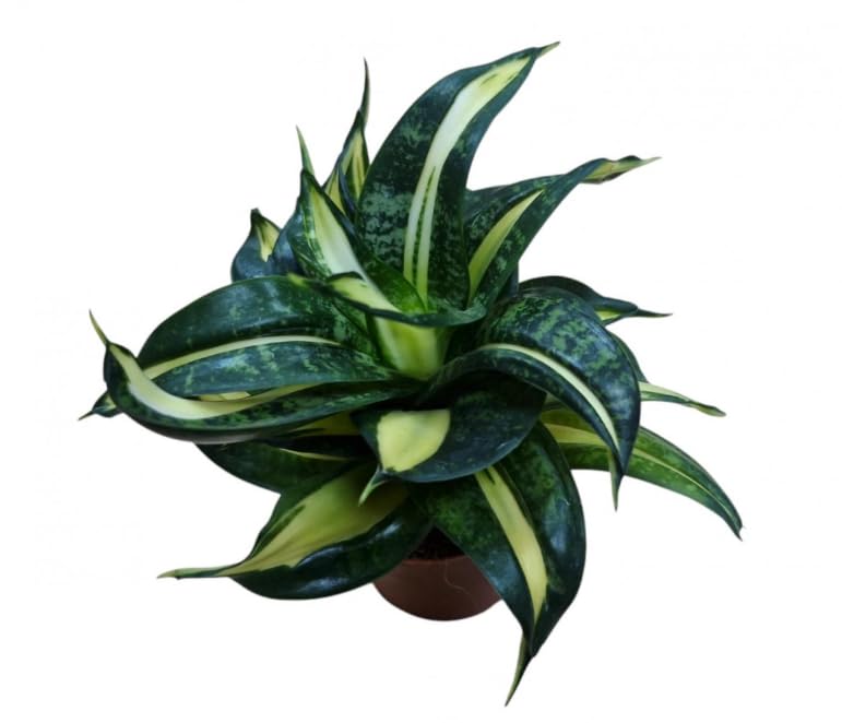 Sansevieria Spiral Star- Snake Plant in 9 cm Pot Approx 15 cm Height