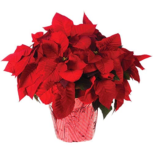 Flor de Pascua Natural DECOALIVE Planta de Navidad con Flores Rojas Poinsettia